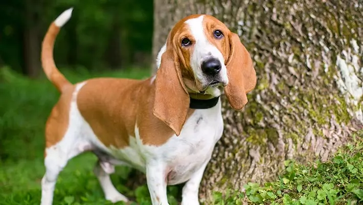 basset hound