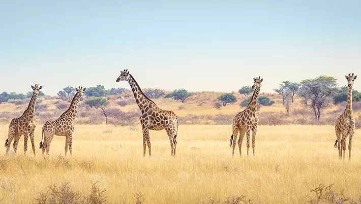 Giraffes