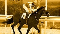Superstar Racehorse Winx